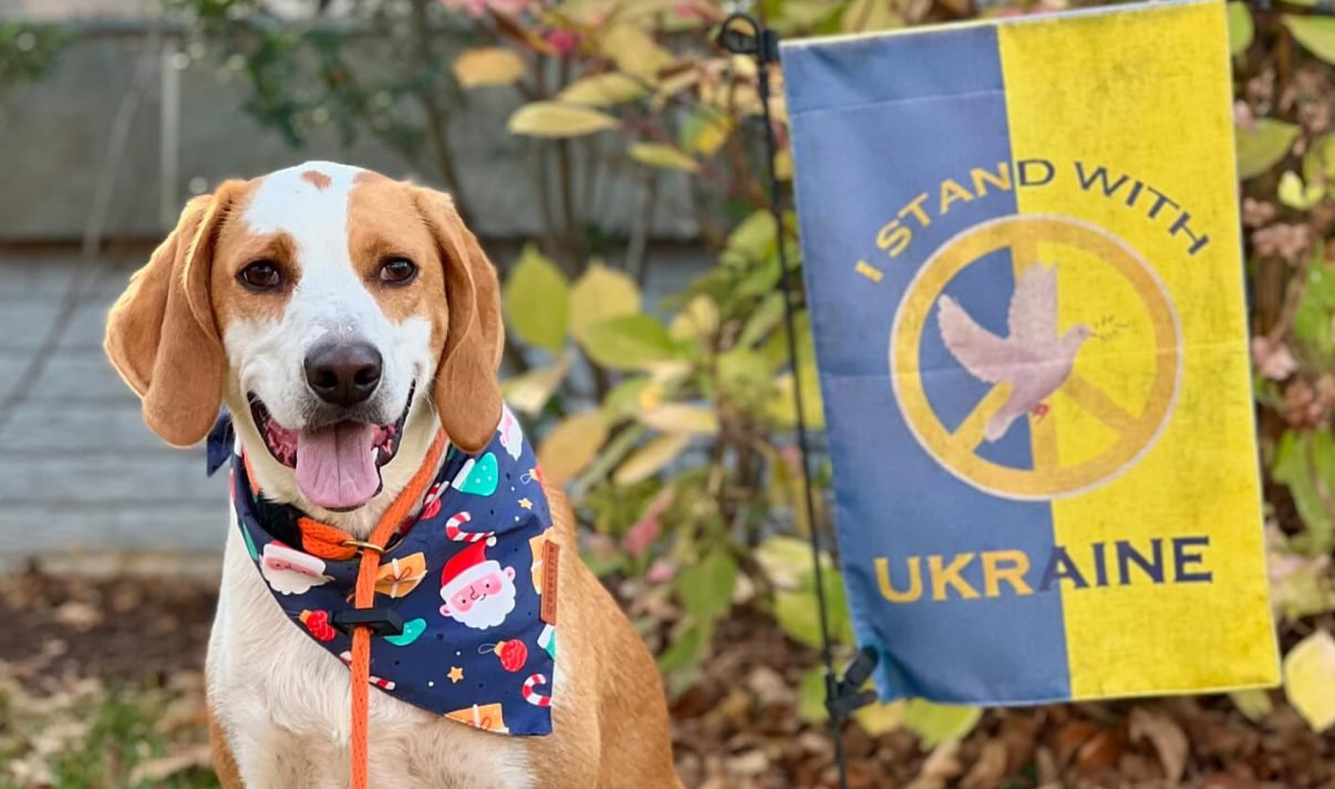 “Paws for Ukraine Dog Walk & Festival” зібрали 9 тис. доларів для порятунку тварин в Україні