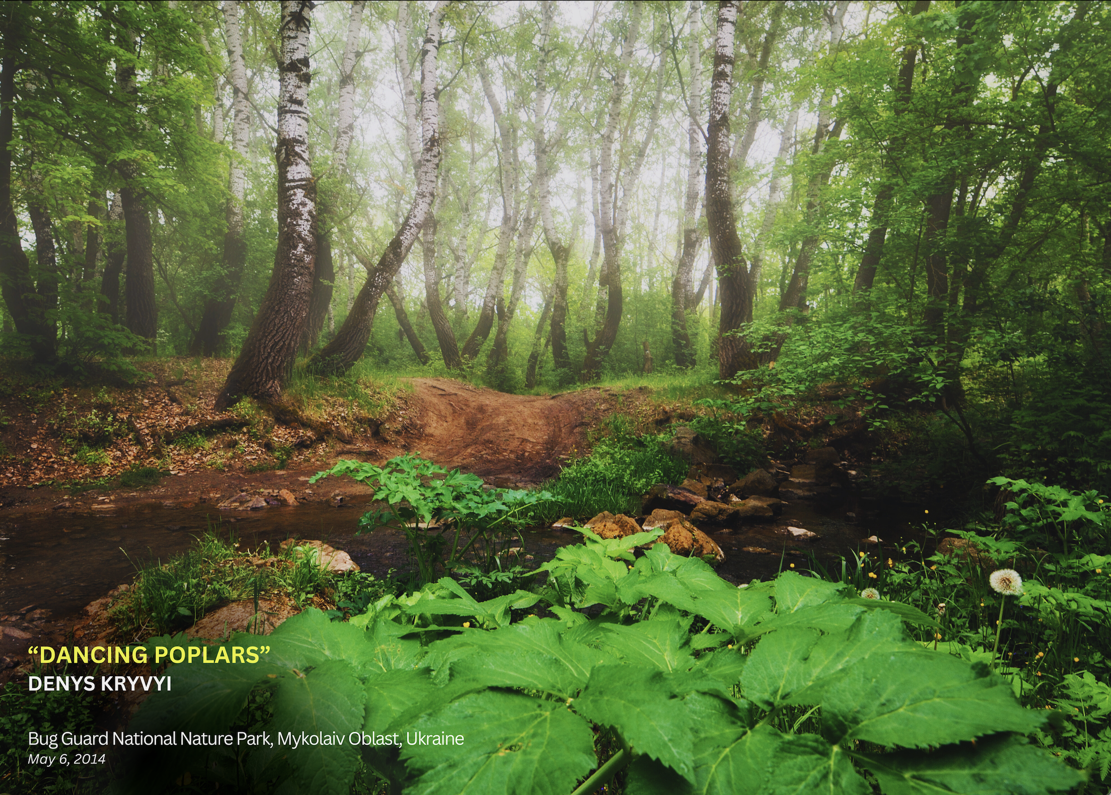 «Nature in Danger»: в Нью-Йорку презентують фотовиставку Дениса Кривого та дискусії про екологічну катастрофу в Україні
